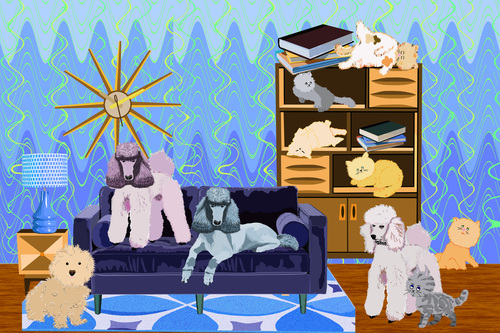 Poodle And Cat Family
